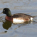 Baer's Pochard